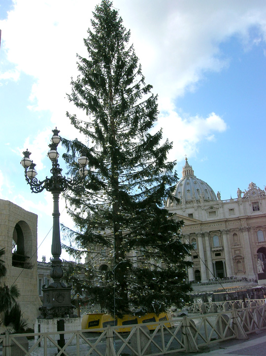 Мега-Рождественская ель для Папы