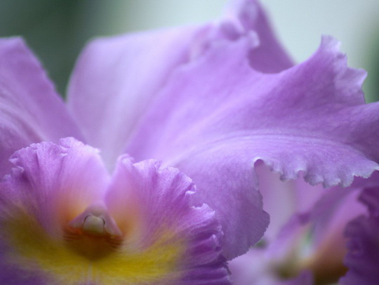 Лучшие орхидеи мира представили в Эквадоре