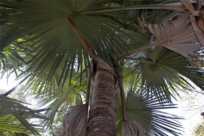 Новый вид пальм
