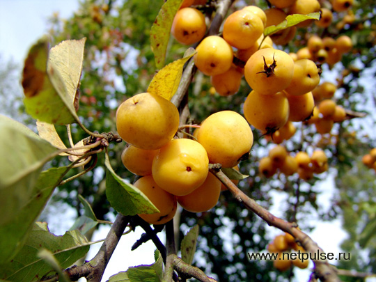 Октябрь - Посадка плодовых деревьев
