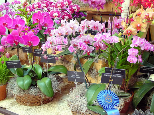 фестиваль орхидей