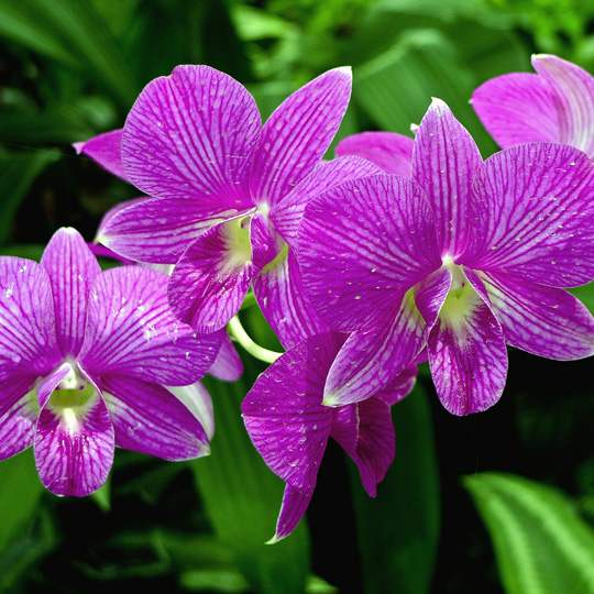 Сад Орхидей на острове Бали
