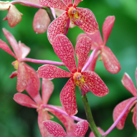 Сад Орхидей на острове Бали