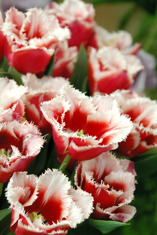 Бахромчатые тюльпаны