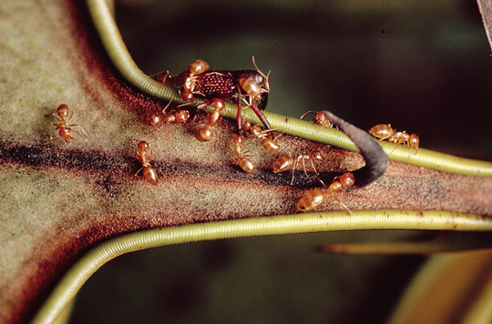 Непентес вступил в симбиоз с муравьями