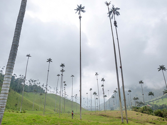 Кокора – долина уникальных пальм