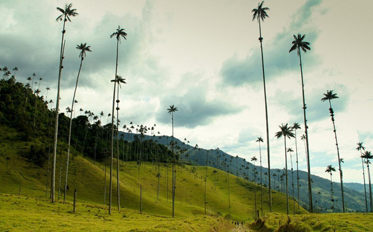 Кокора – долина уникальных пальм