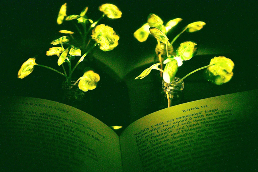 Инженеры MIT заставили растения испускать свет
