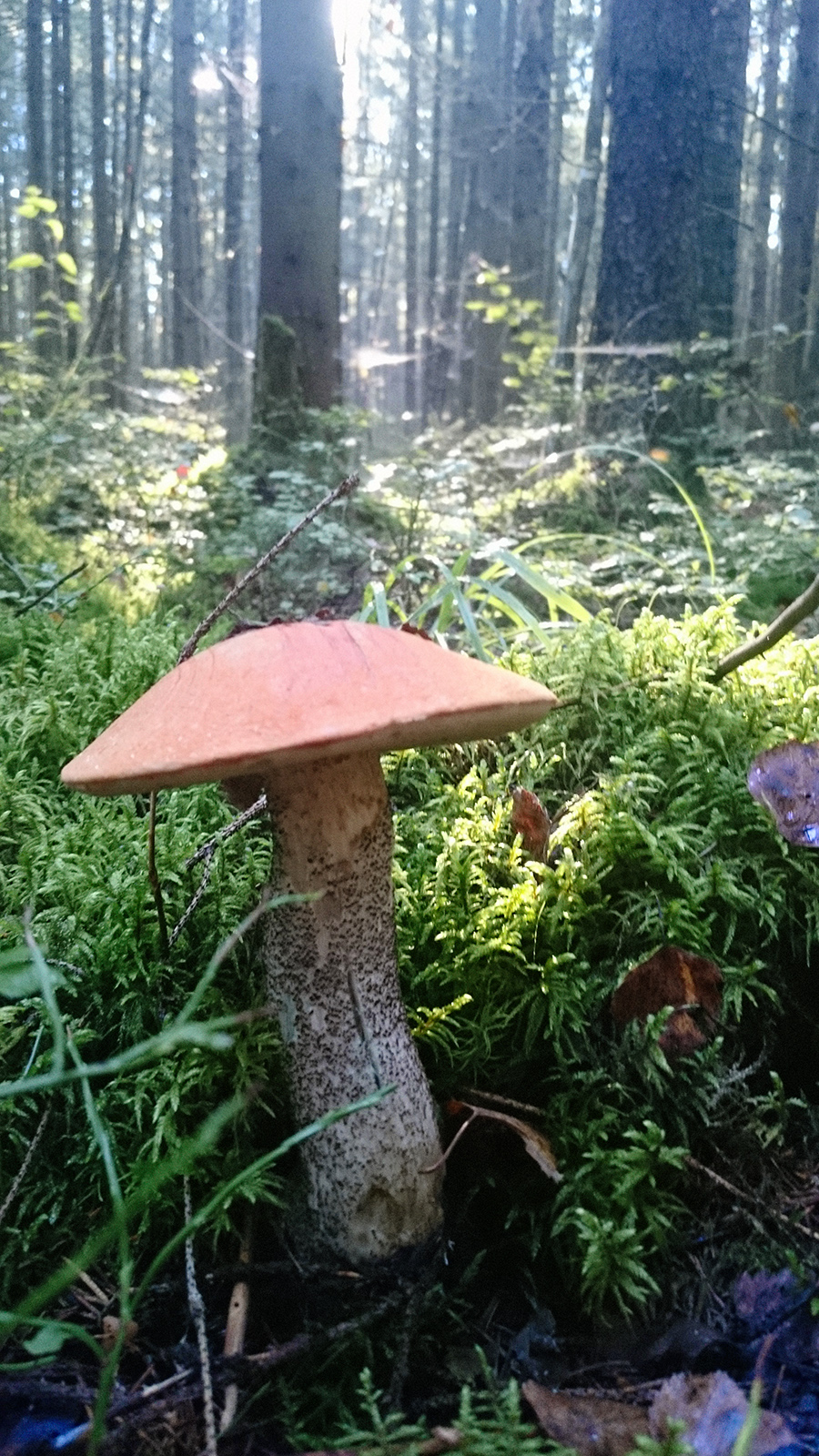 симбиоз растений с грибами