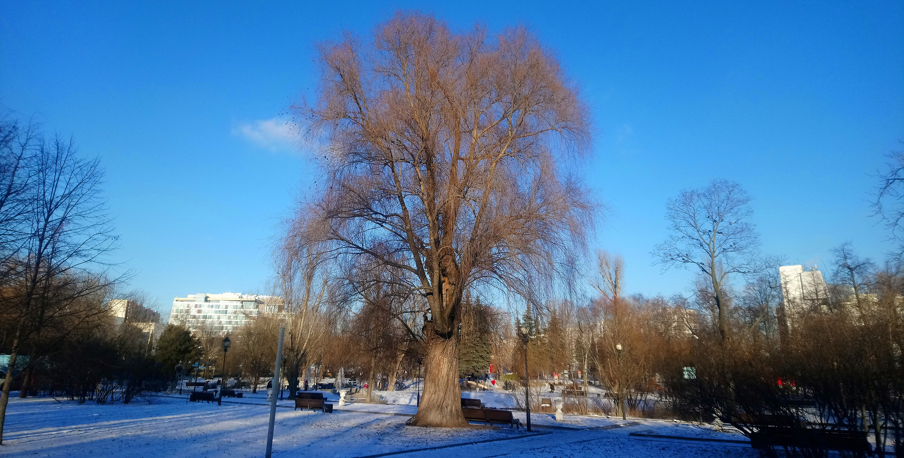 Московские деревья-долгожители