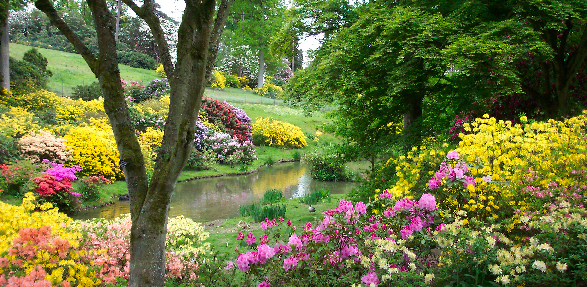 Leonardslee gardens (Сад Леонардсли)
