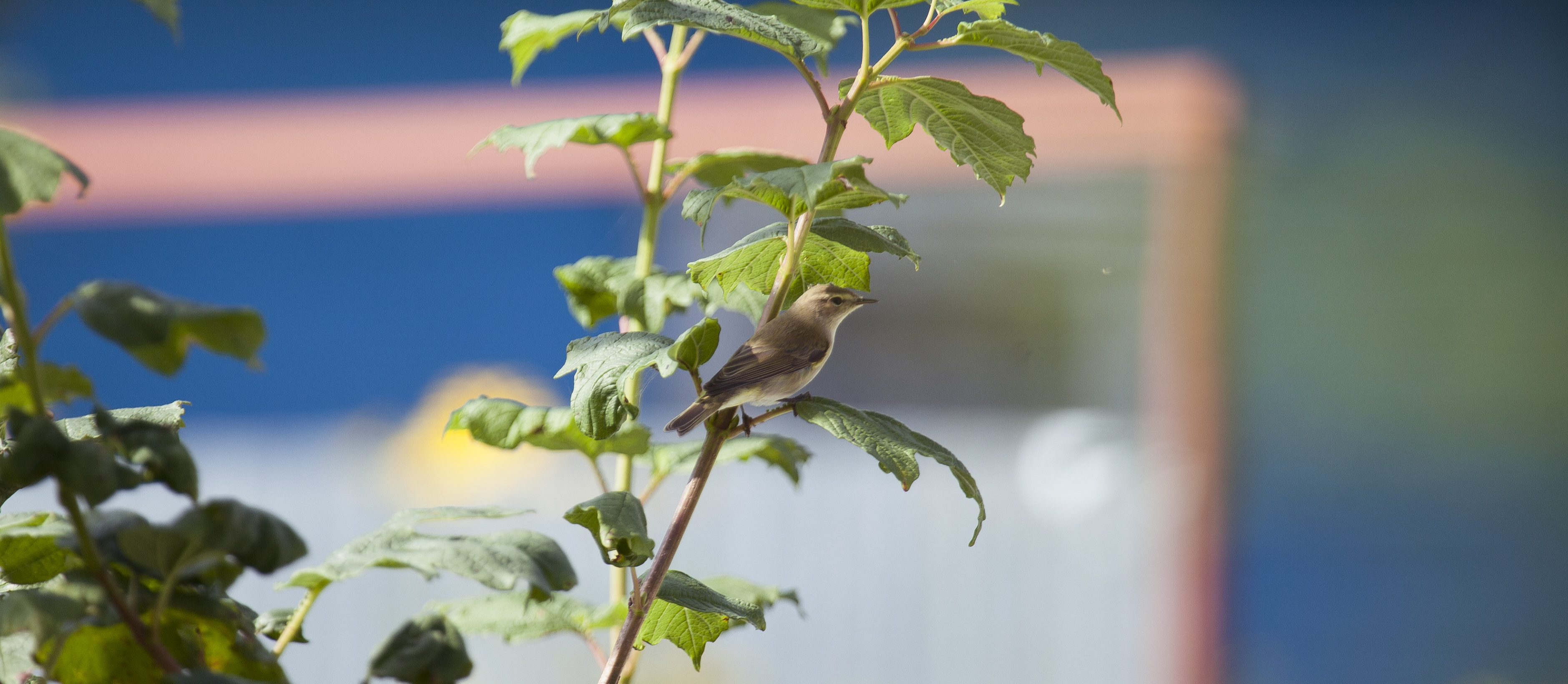 Привлечение птиц в сад