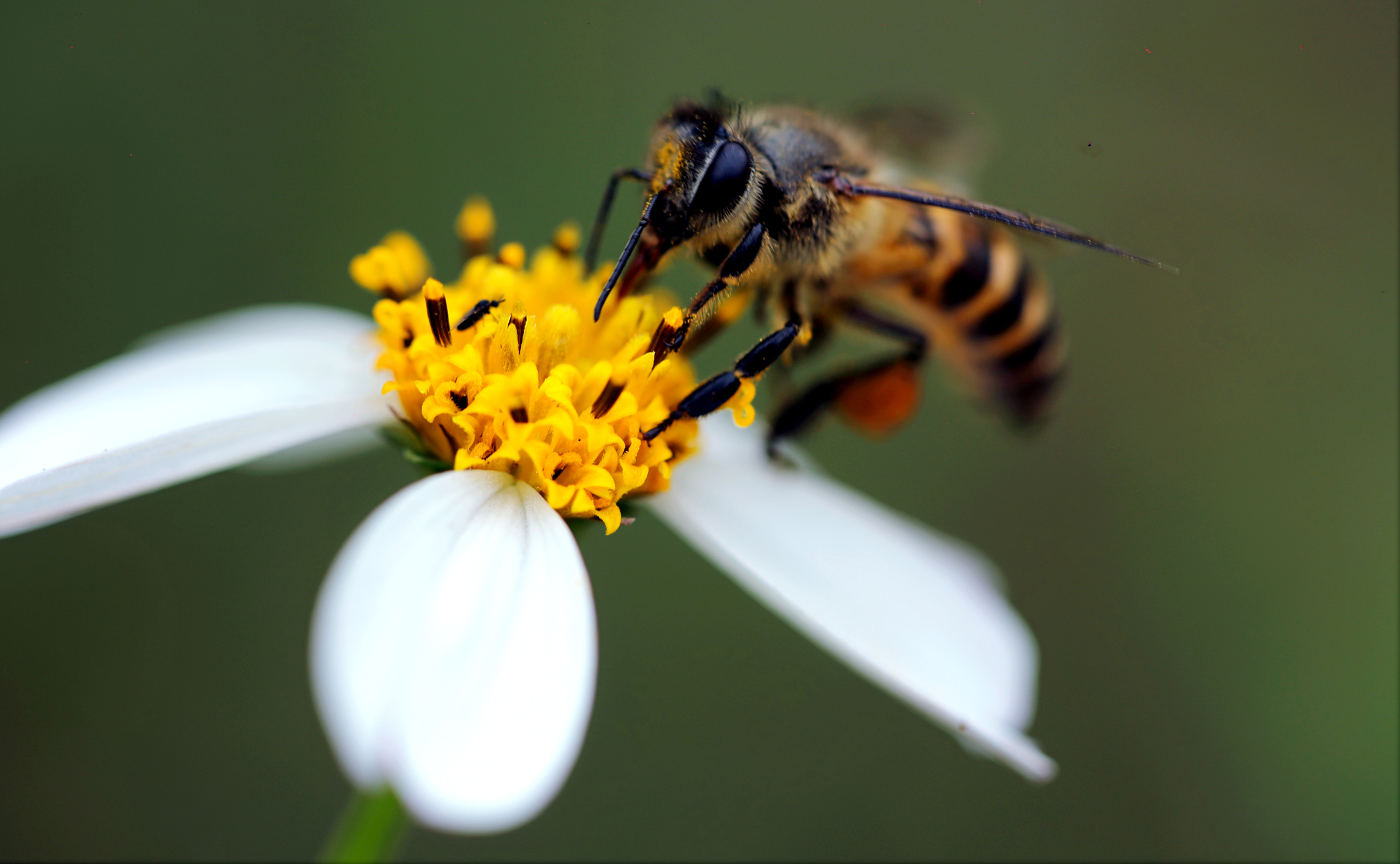 Пчёлы защищают растения от гусениц своим жужжанием